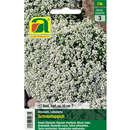 Alyssum "Schneeteppich" - Alyssum "Schneeteppich"