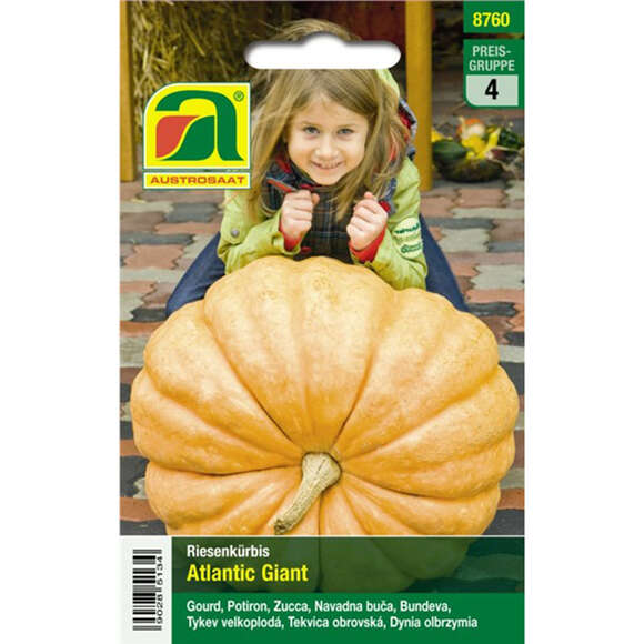 Kürbis "Atlantic Giant": Bild 1/2 Kürbis "Atlantic Giant": Bild 1/2