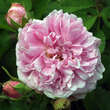 Rose 'Comte de Chambord' (Portland): Bild 1/2