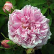 Rose 'Comte de Chambord' (Portland): Bild 2/5