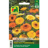 Ringelblume "Fiesta Gitana Prachtmischung" - Ringelblume "Fiesta Gitana Prachtmischung"