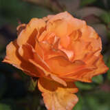 Rose 'Doris' - Moderne Edelrose