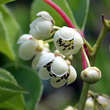 Actinidia arguta 'Maki' (W): Bild 2/5