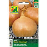 Zwiebel "Wiener Bronzekugel" - Zwiebel "Wiener Bronzekugel"
