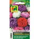 Astern "Amerikanische Busch Mischung" - Astern "Amerikanische Busch Mischung"