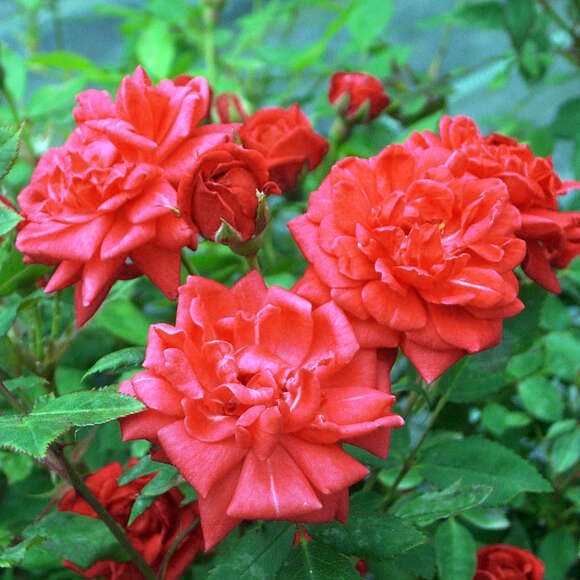 Rose 'Coralin': Bild 1/5 Rose 'Coralin': Bild 1/5