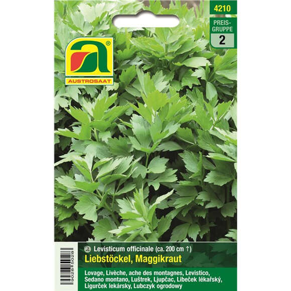 Liebstöckl, Maggikraut: Bild 1/2 Liebstöckl, Maggikraut: Bild 1/2