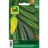 Zucchini "Safari F1" - Zucchini "Safari F1"