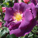 Rose 'Rhapsody in Blue' - Moderne Strauchrose