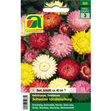 Strohblume "Schweizer Idealmischung" - Strohblume "Schweizer Idealmischung"