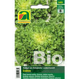 Endivie BIO "Nummer Vijf 2" - Endivie BIO "Nummer Vijf 2"