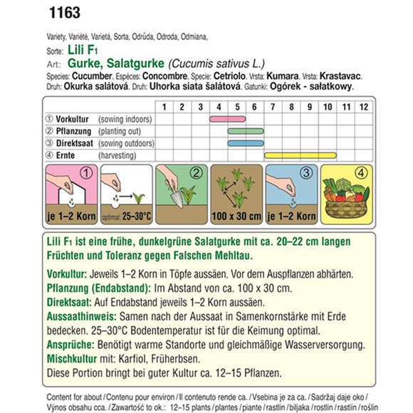 Salatgurke "Lili F1": Bild 2/2 Salatgurke "Lili F1": Bild 2/2