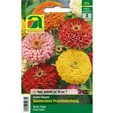 Zinnien "Gärtnerstolz Prachtmischung" - Zinnien "Gärtnerstolz Prachtmischung"