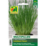 Schnittlauch "Polyvert, mittelgrobröhrig" - Schnittlauch "Polyvert, mittelgrobröhrig"