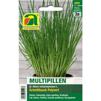 Schnittlauch "Polyvert, mittelgrobröhrig"