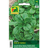 Feldsalate "Verte de Cambrai" - Feldsalate "Verte de Cambrai"
