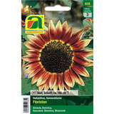 Sonnenblumen "Floristan" - Sonnenblumen "Floristan"
