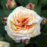 Rose 'Alchymist' - Historische Kletterrose