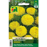 Tagetes, Studentenblume "Goldstück" - Tagetes, Studentenblume "Goldstück"