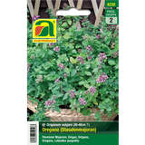 Oregano - Oregano