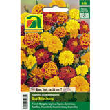 Tagetes, Studentenblume "Boy Mischung" - Tagetes, Studentenblume "Boy Mischung"
