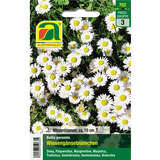 Bellis "Wiesengänseblümchen" - Bellis "Wiesengänseblümchen"
