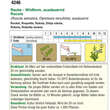 Rauke "Salatrauke - Wildform": Bild 2/2