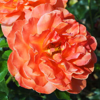Rose 'Cherry Brandy'