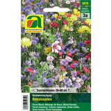 Blumenmischung "Renaissance" - Blumenmischung "Renaissance"