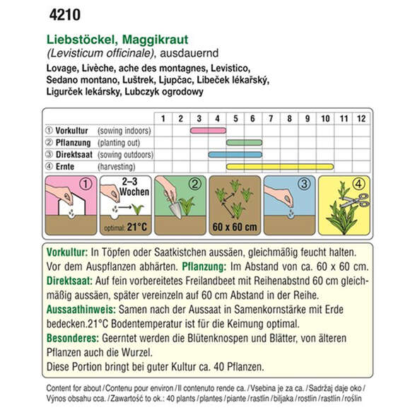 Liebstöckl, Maggikraut: Bild 2/2 Liebstöckl, Maggikraut: Bild 2/2