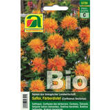 Saflor, Färberdistel BIO - Saflor, Färberdistel BIO