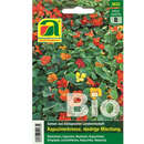 Kapuzinerkresse BIO "Niedrige Mischung" - Kapuzinerkresse BIO "Niedrige Mischung"