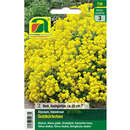 Alyssum "Goldkörbchen" - Alyssum "Goldkörbchen"