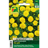 Tagetes, Studentenblume "Boy Gelb" - Tagetes, Studentenblume "Boy Gelb"