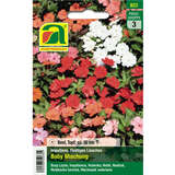 Impatiens, Fleißiges Lieschen "Baby Mischung" - Impatiens, Fleißiges Lieschen "Baby Mischung"