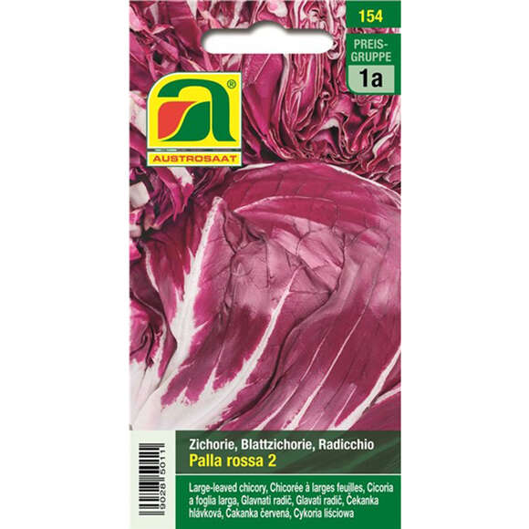 Radicchio "Palla rossa 2": Bild 1/2