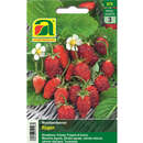 Erdbeeren "Rügen" - Erdbeeren "Rügen"