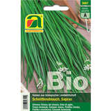 Schnittknoblauch BIO "Sapras" - Schnittknoblauch BIO "Sapras"