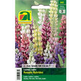 Lupine "Russels Hybriden" - Lupine "Russels Hybriden"