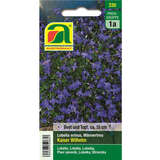 Männertreu, Lobelia "Kaiser Wilhelm" - Männertreu, Lobelia "Kaiser Wilhelm"