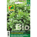 Liebstöckl, Maggikraut BIO - Liebstöckl, Maggikraut BIO