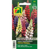 Lupine "Halbhohe Mischung" - Lupine "Halbhohe Mischung"
