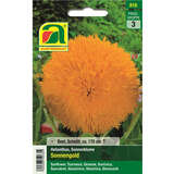 Sonnenblumen "Sonnengold" - Sonnenblumen "Sonnengold"