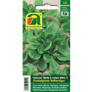 Feldsalat "Verte á coeur plein 2 (Dunkelgrüner vollherziger)" - Feldsalat "Verte á coeur plein 2 (Dunkelgrüner vollherziger)"