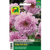 Cosmea "Double Click Rose" - Cosmea "Double Click Rose"