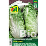 Zichorie BIO "Zuckerhut" - Zichorie BIO "Zuckerhut"