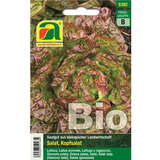 Kopfsalat BIO "Merveille des quatre saisons" - Kopfsalat BIO "Merveille des quatre saisons"