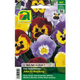 Stiefmütterchen, Viola "Joker F2 Mischung" - Stiefmütterchen, Viola "Joker F2 Mischung"