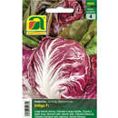 Radicchio "Indigo F1" - Radicchio "Indigo F1"