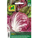Radicchio "Indigo F1" - Radicchio "Indigo F1"